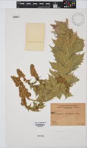 Image result for Geigeria burkei