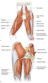 It's the area that runs from the hip to the knee in each leg. Upper Legs Running Anatomy Sports Anatomy