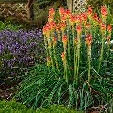 Image result for Kniphofia grantii
