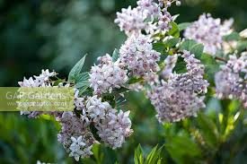 Image result for Deutzia x hybrida ′Mont Rose