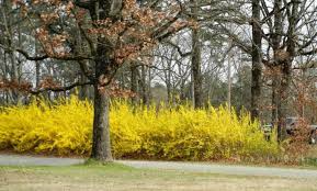 Forsythia Hedge Hedges Forsythia Pruning Plants