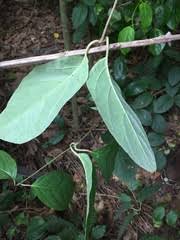 Image result for Flabellaria paniculata