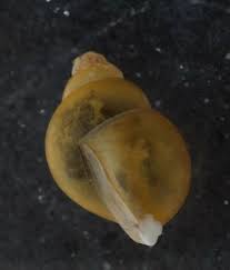 Image result for Endostemon tereticaulis