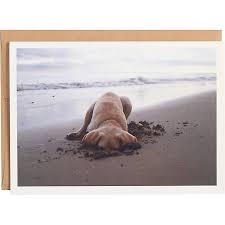 Maybe you would like to learn more about one of these? Lab Puppy On Beach Birthday Card Paper Source