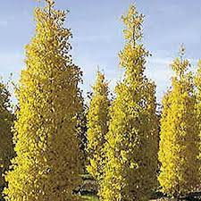 Check spelling or type a new query. Goldspire Ginkgo Street Trees Shrubs Columnar Trees