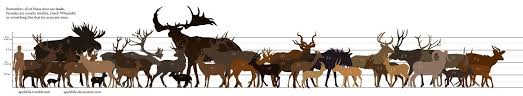 These Beasts Are In My Backyard Deer Elk Size Comparison