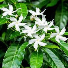 Image result for Jasminum sambac