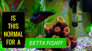 Betta Fish Rubbing On Glass Youtube