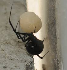 Most false black widow spiders are a brownish colour with pale markings. Black Widow Bug Squad Anr Blogs