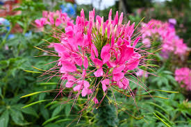 Image result for Cleome