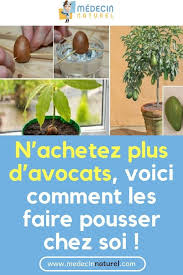 Voici La Meilleure Facon De Planter L Avocat Chez Vous Avocat Plante Jardin Arbre Astuce Plants