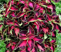Image result for Coleus hereroensis