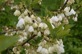 Image result for Halesia