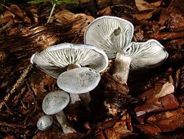 Ein buch für alle pilzfreunde die mehr über pilze wissen wollen. Pilze Wikipedia