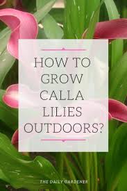 Flowers turf and pest management are your lawn care and landscaping professionals. Grow Calla Lily Pin Lily Plants Calla Lily Lily Plant Care
