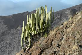 Image result for Euphorbia platyrrhiza
