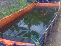 Budidaya Ikan Lele Keramba Jaring Apung Archives Infoakuakultur Com