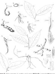 Image result for Xylopia wilwerthii