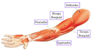 Resultado de imagen para MUSCULOS DEL BRAZO
