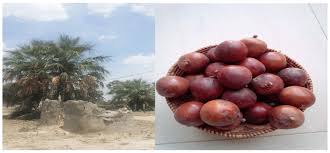 Maybe you would like to learn more about one of these? The Hyphaene Petersiana Mokolwane Moxao Tree And The Ripe Fruits Download Scientific Diagram