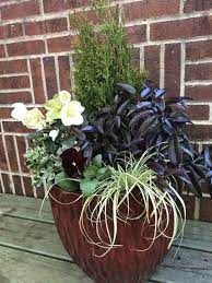 Winter Foliage Container Diy Winter Container Gardening Winter Potted Plants Potted Plants Outdoor