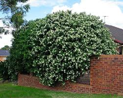 Image result for Maerua paniculata