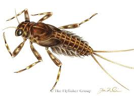 Mayfly Ginger Quill Nymph Mayfly Aquatic Insects Blue Winged Olive