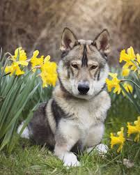 Ivaar Tamaskan Urban Paws Uk Zapraszamy do poznania tamaskan dog'ów. ivaar tamaskan urban paws uk