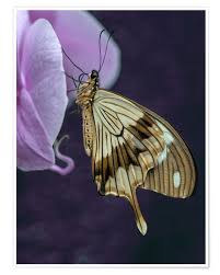 How pretty is this butterfly lacing card? Pretty Butterfly On Pink Orchid Flower Posters And Prints Posterlounge Co Uk
