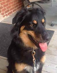 Border Collie Rottweiler Mix Petsidi