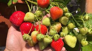 Check spelling or type a new query. Tips Merawat Strawberry Agar Berbuah Banyak Youtube
