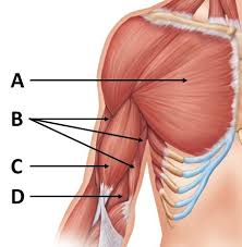 This page is about arm muscle anatomy diagram,contains eccentric biceps is the devil for a throwing athlete,male arm and subject of this article:arm muscle anatomy diagram (page 1). 2 3 2 Major Muscles Diagram Shoulder And Arm Diagram Quizlet