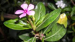 We did not find results for: Life Saving Flower Plant Use In Chemotherapy Periwinkle Plants Cancer Flowers Healing Plants