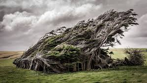 When graphing a linear equation, the whole idea is to take pairs of x's and y's and plot them on the graph. These Twisted Trees In New Zealand Look Like They Were Made For A Horror Movie Set Wtf Earth Touch News