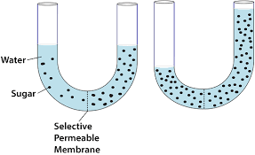 Ribosomes are small granules scattered in the cytoplasm, responsible for protein synthesis. Ap Biology Practice Test Unit 2 Cell Structure Function High School Test Prep