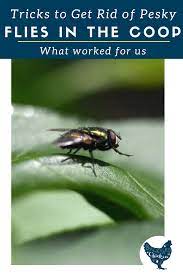 Backyard Chickens How To Get Rid Of Flies Kippen