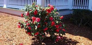 Growing Camellias In Full Sun Today S Homeowner Flowering Bushes Full Sun Shrubs Camellia Plant