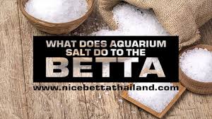 Azclip.net/user/edit?o=u&video_id=ycrfviwqncc cool monterey bay aquarium pics. How Good And Bad Is Aquarium Salt For Betta Fish Nice Betta Thailand Co Ltd