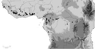 Image result for Dalbergia acutifoliolata