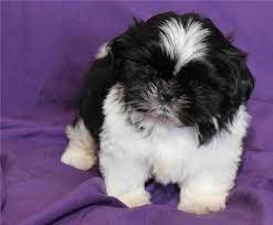Available Puppies Edward Shih Tzu Puppies Shih Tzu Breeders Of Merits Akc Registered Puppy Kisses Shih Tzu Puppy Shih Tzu Breeders