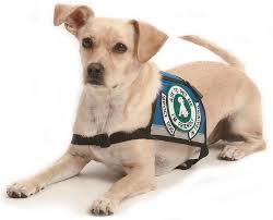 Our products and service dog registration services are by far the best you will find on the internet, our registration is free. Ada Assistance Dog Registry Register Your Dog Online Instantly