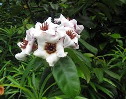 Image result for Strophanthus sarmentosus