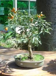 Explain it in simple easy steps anybody can follow. Kumquat Bonsai Miniature Tree Jpg