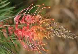 Image result for Grevillea biternata