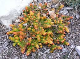 Image result for Sedum ruwenzoriense