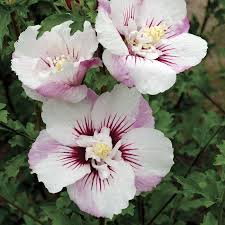 Image result for Hibiscus fuscus
