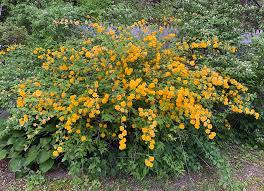 Image result for Kerria japonica