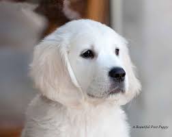 Golden retriever puppies big bone quality. White Golden Retriever Pups English Akc Certified Holistic Breeder Nj Ny Pa Ct Md Ma De Ri Ca Az Tx Nh Fl