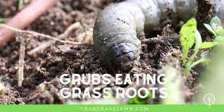 Grubs hatch in the late summer, making this the best time to treat your yard. When To Apply Grub Control Best Time To Treat Your Lawn Cg Lawn