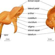 Image result for Platycoryne buchananiana